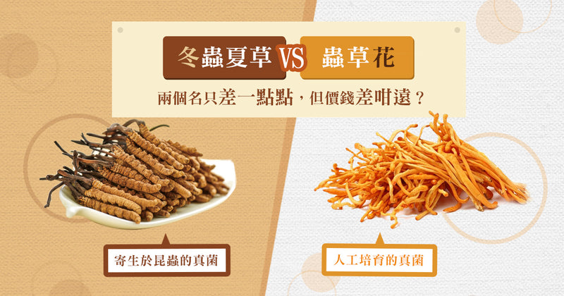 到底冬蟲夏草同蟲草花有咩關係?