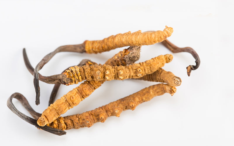 冬蟲夏蟲為何貴如黃金？超強代替品竟是「它」！