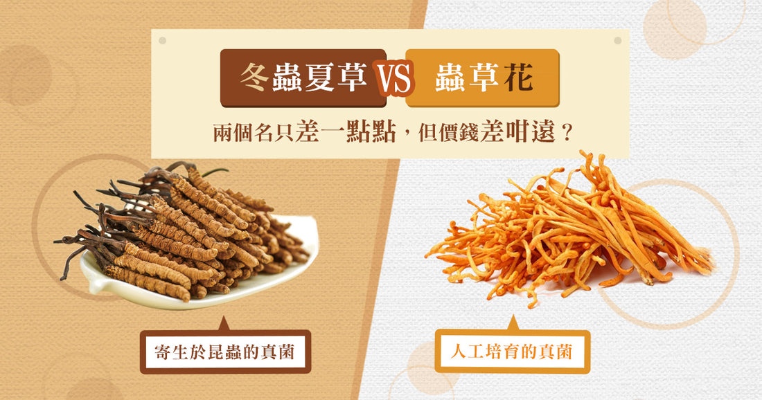 到底冬蟲夏草同蟲草花有咩關係？
